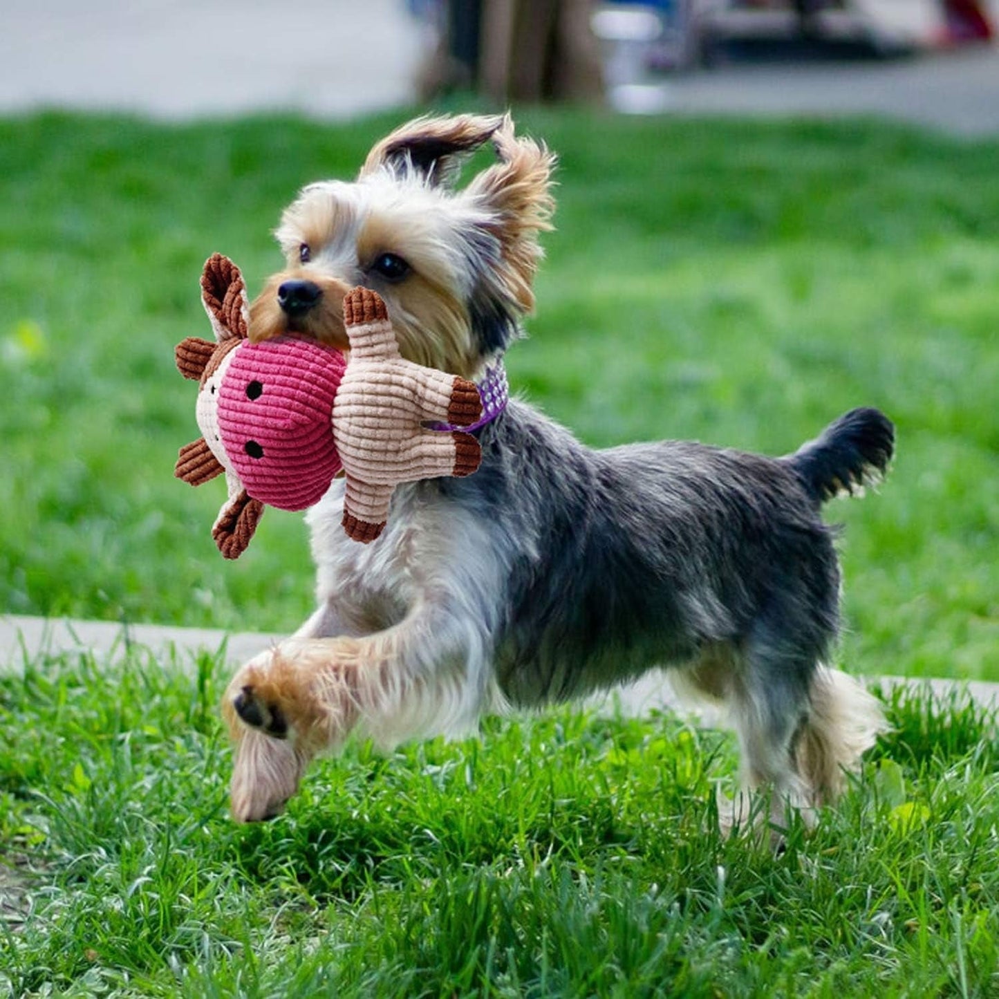 7 Pack Small Dog Toys