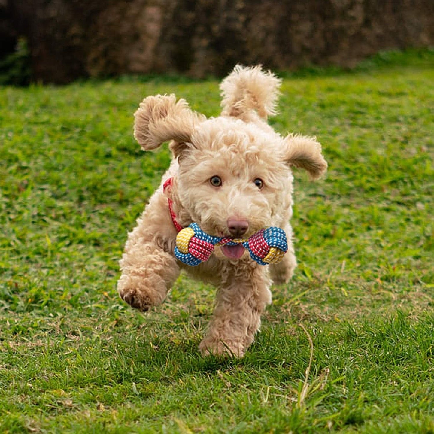 7 Pack Small Dog Toys